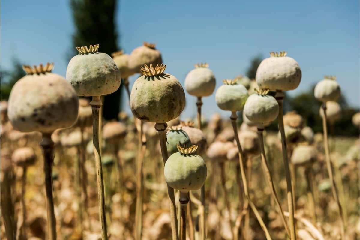 Afghanistan’s Role In the Opioid Crisis